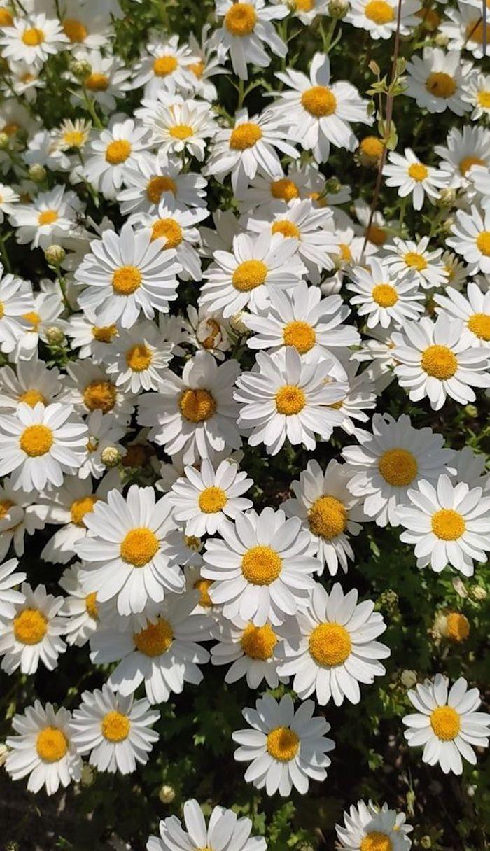 Whispers of the Meadow's Grace